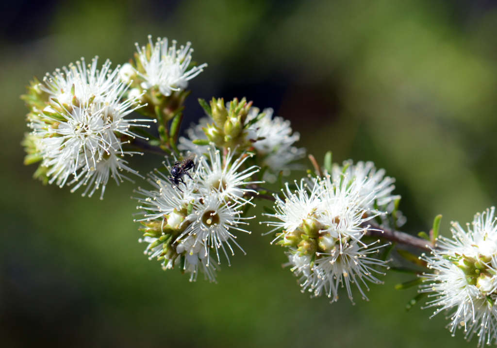 Kunzea oil benefits kunzea ambigua